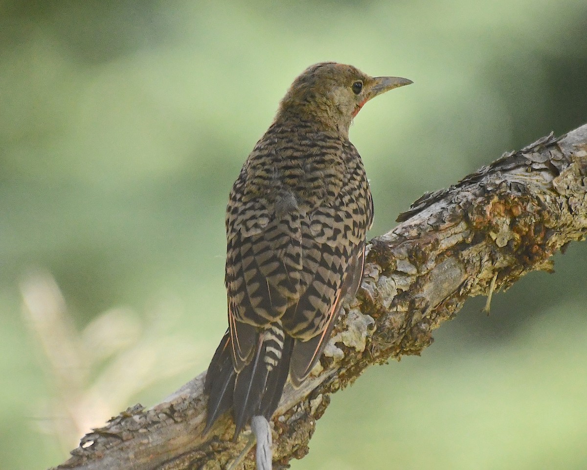 Northern Flicker (Red-shafted) - ML603137031