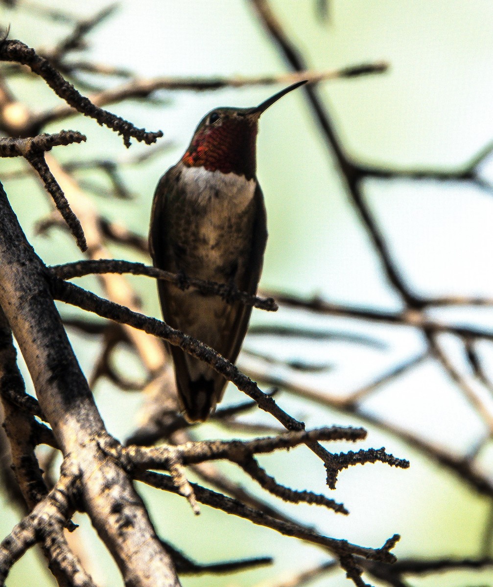 Broad-tailed Hummingbird - John "Lefty" Arnold
