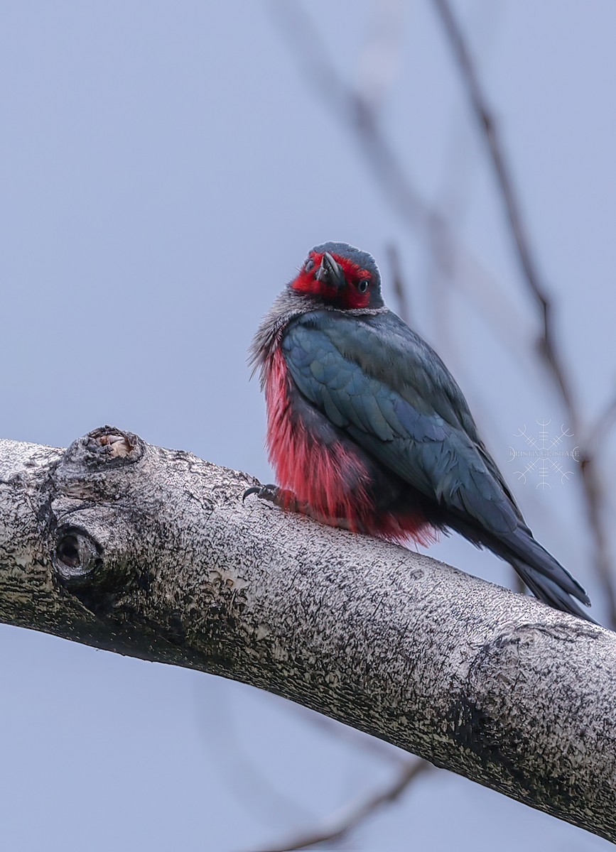 Lewis's Woodpecker - ML603137211