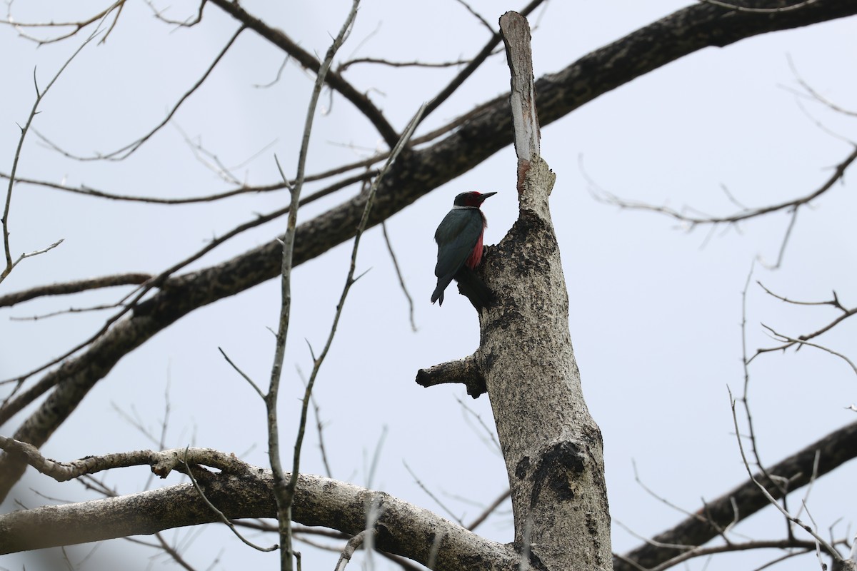 Lewis's Woodpecker - ML603137221