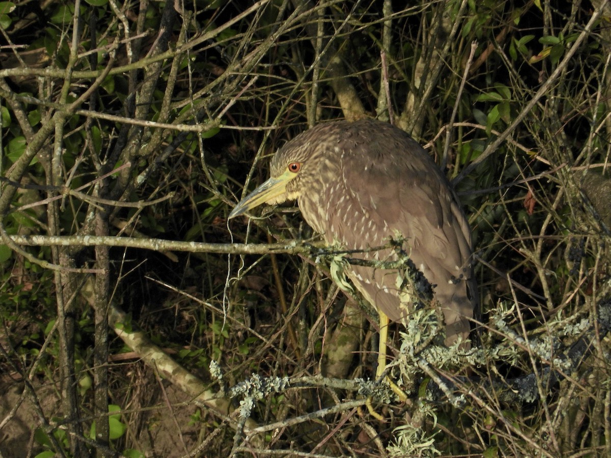 Black-crowned Night Heron - ML603137381