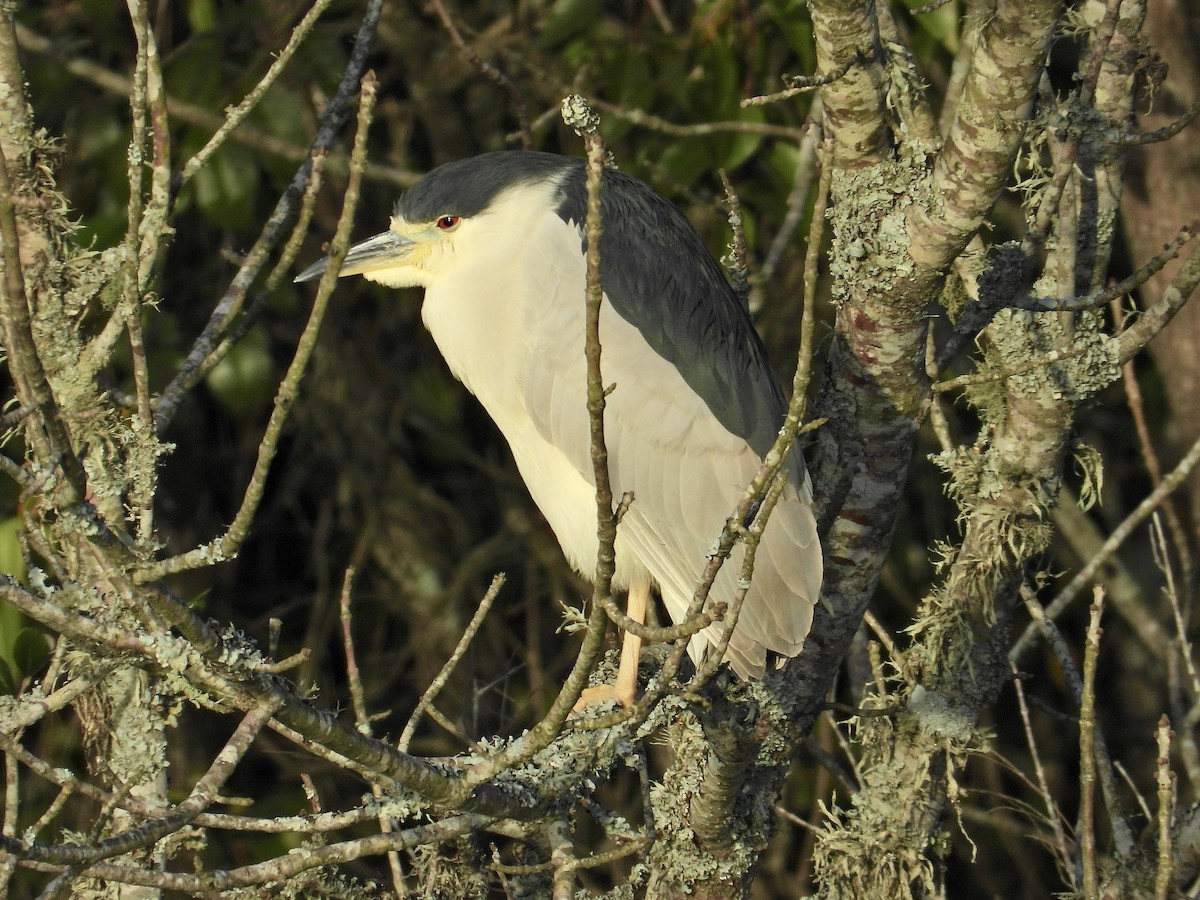 Black-crowned Night Heron - ML603137411