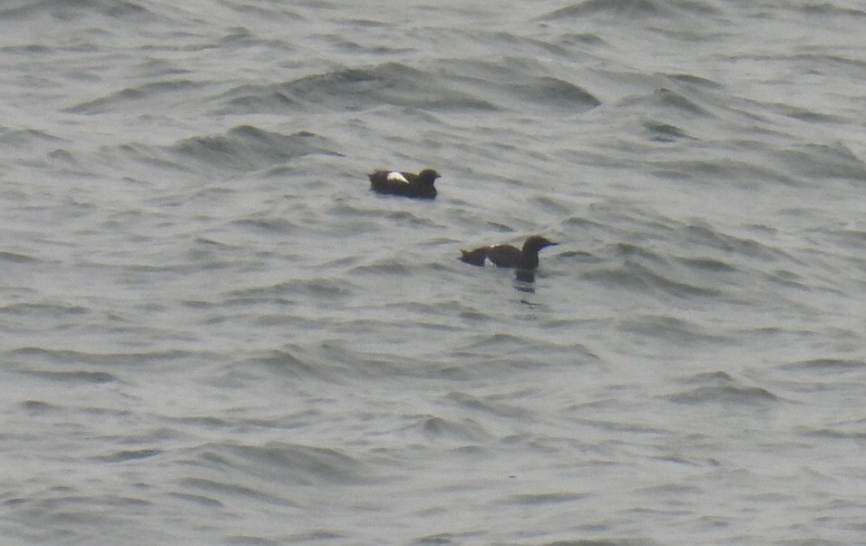 Black Guillemot - Brad Smith