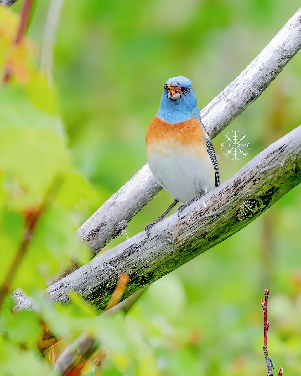 Lazuli Bunting - Kristin Grisdale