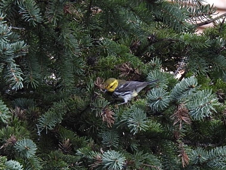 Black-throated Green Warbler - Brad Smith