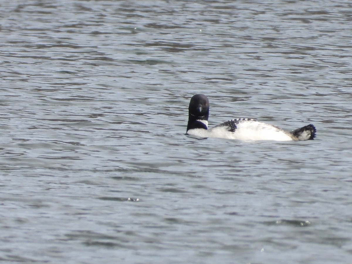 Common Loon - Matthew Thompson