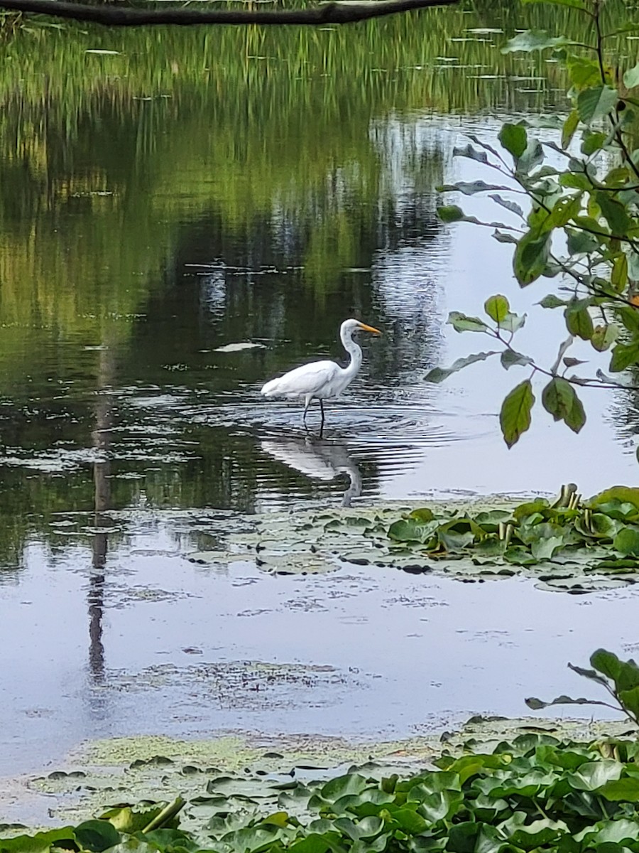 Great Egret - ML603139141