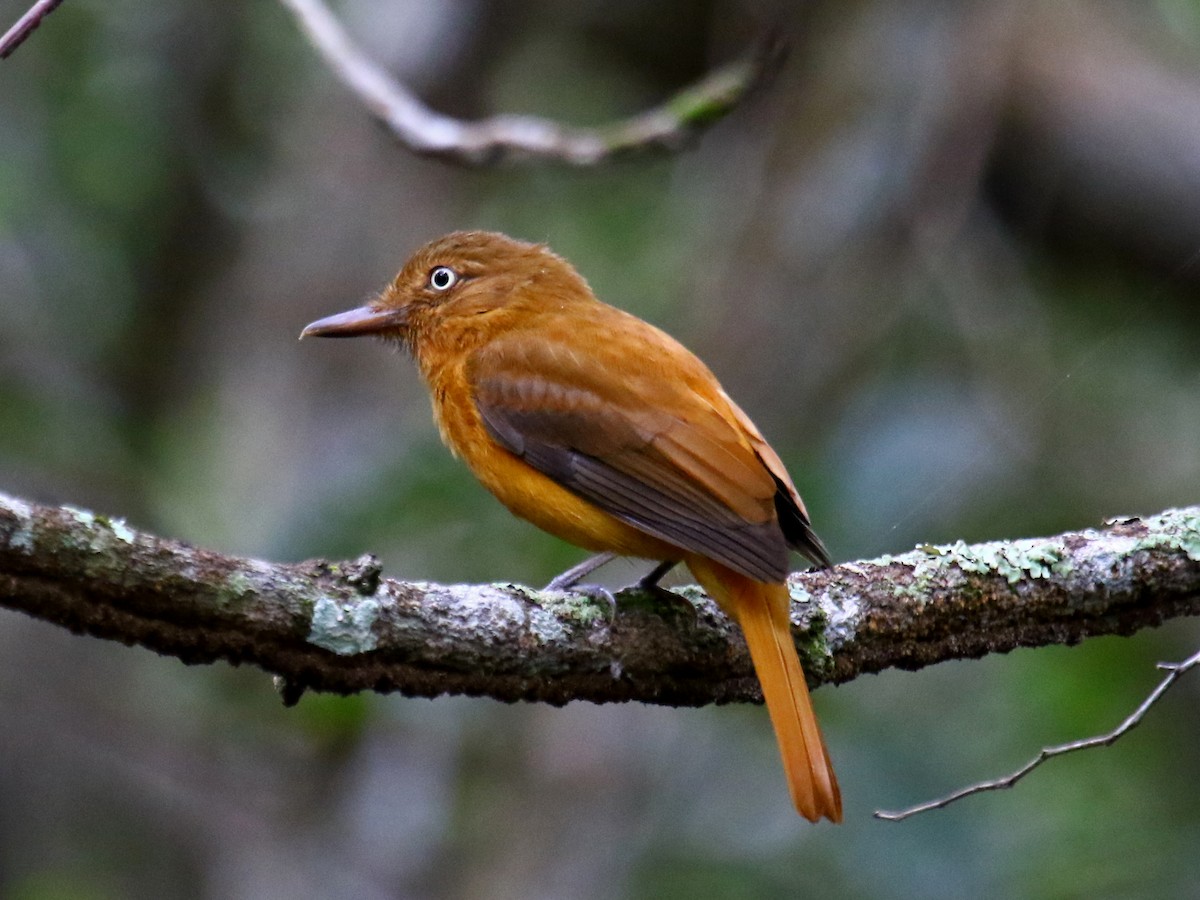 Dull-capped Attila - Carmen Lúcia Bays Figueiredo