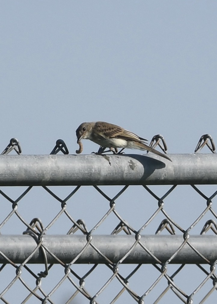 Willow Flycatcher - ML603139651