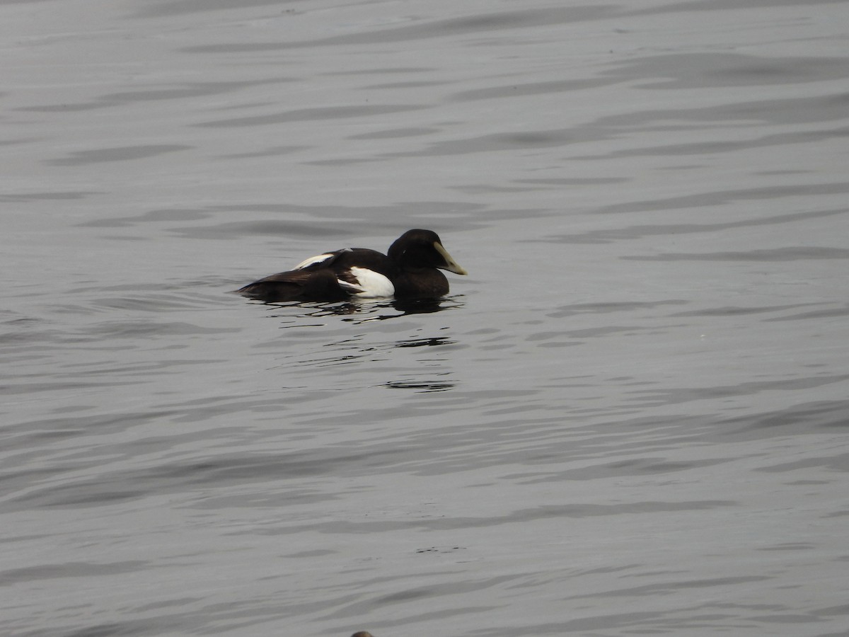 Common Eider - ML603140771