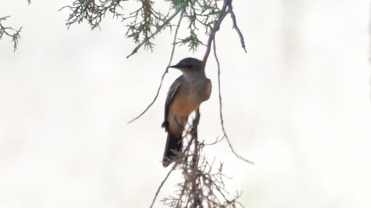 Say's Phoebe - Carl Winstead