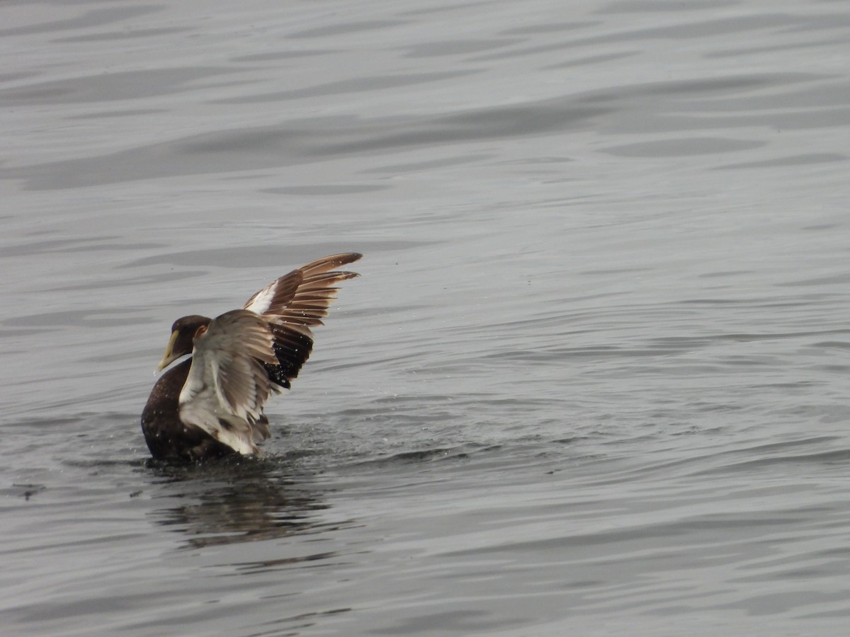 Common Eider - ML603141191