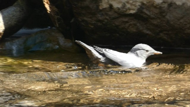 American Dipper - ML603141731