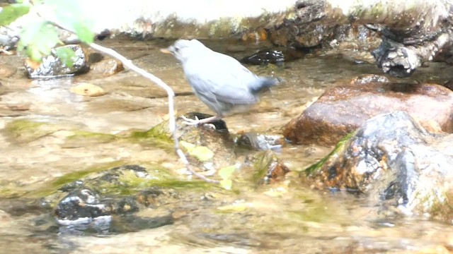 American Dipper - ML603143111