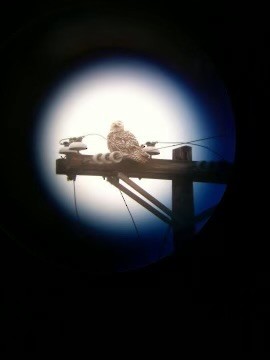 Snowy Owl - ML603144311