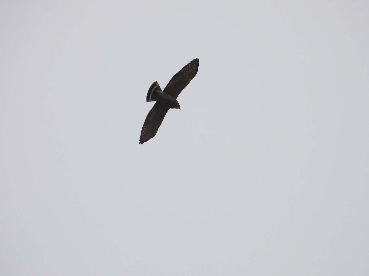 Broad-winged Hawk - ML603145121