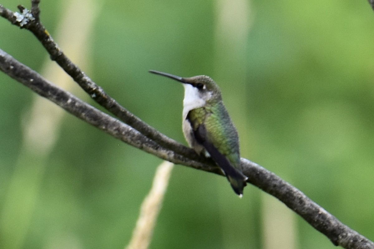 Colibri à gorge rubis - ML603145291