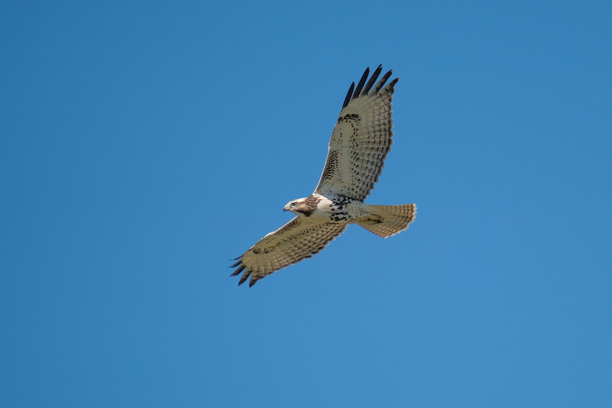 Red-tailed Hawk - ML603145521