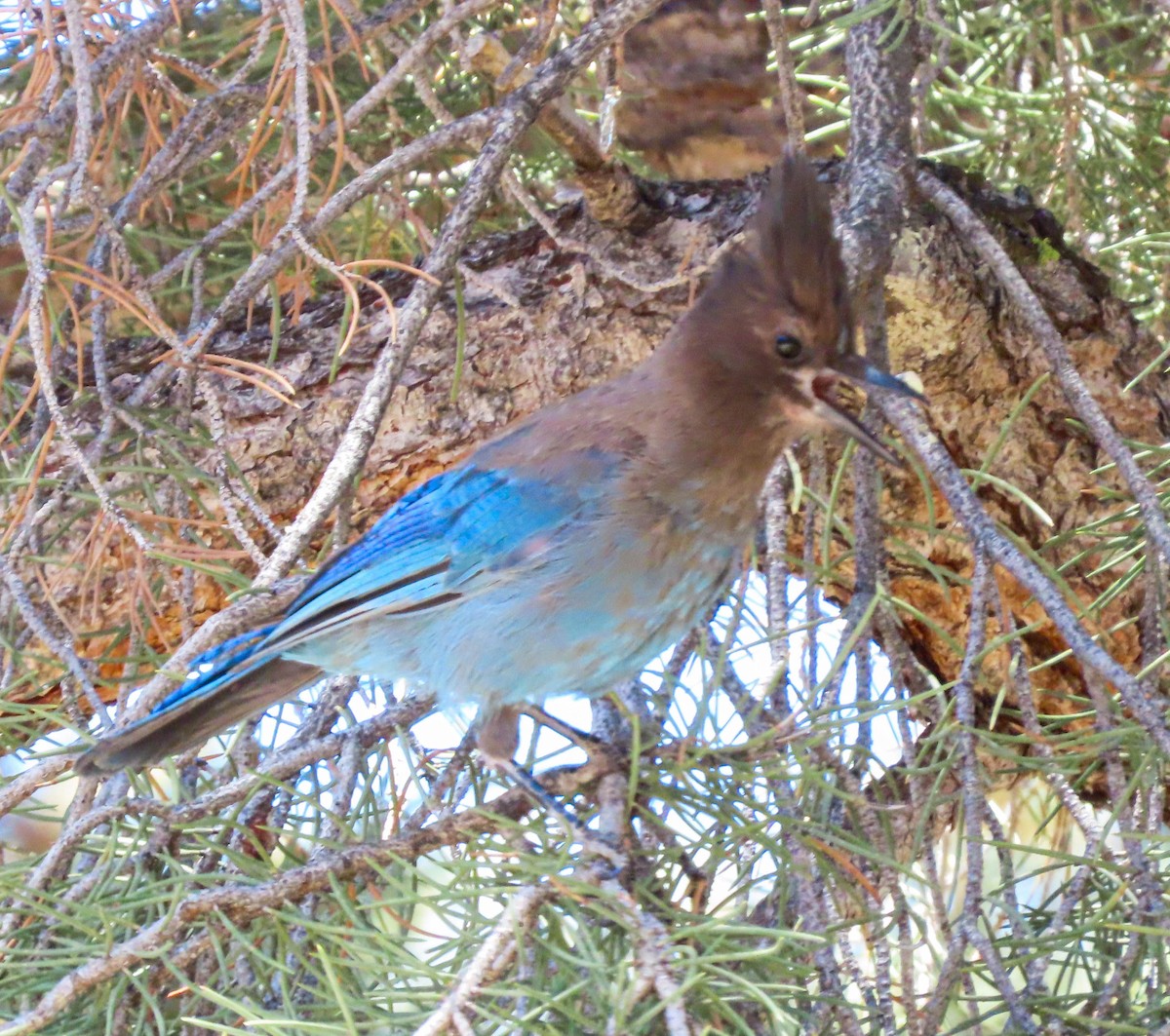 Steller's Jay - ML603146061