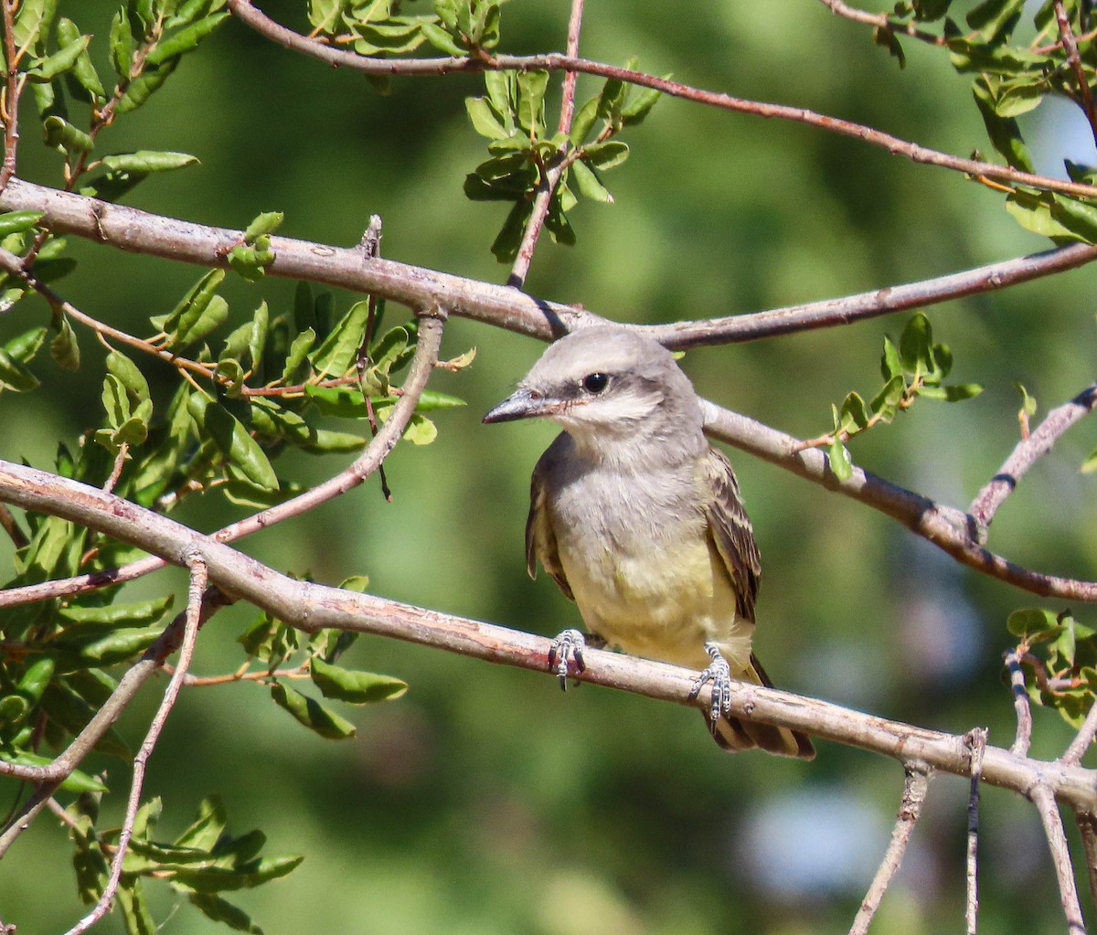 Western Kingbird - ML603146781