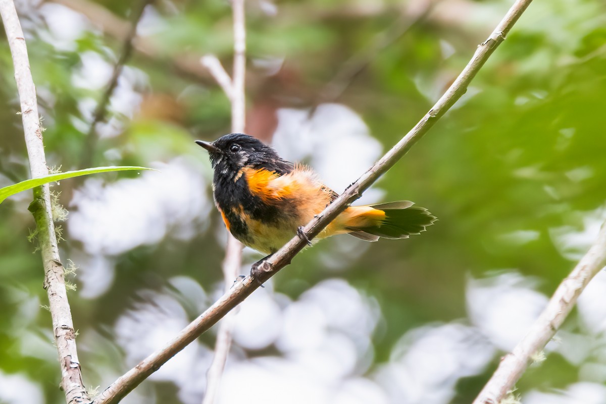 American Redstart - ML603146861