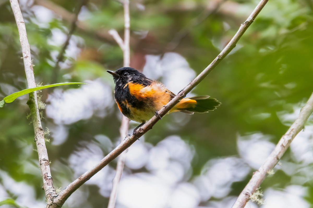 American Redstart - ML603147041