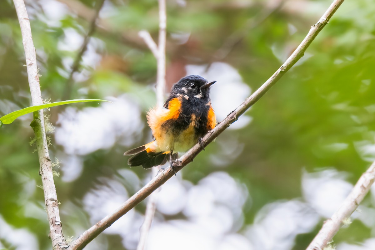 American Redstart - ML603147121