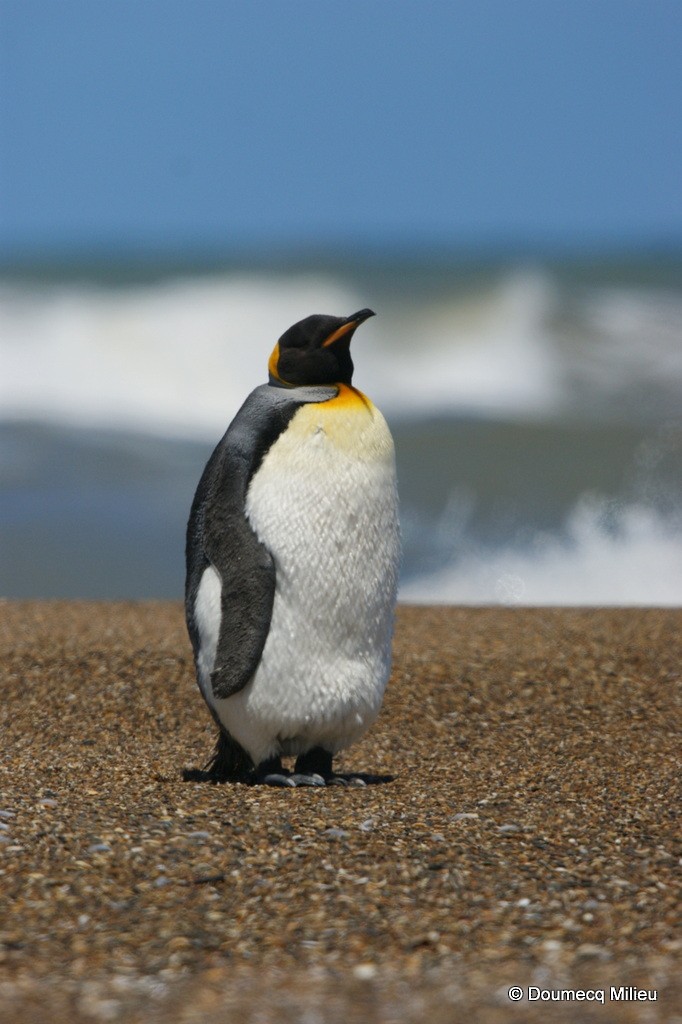 King Penguin - Ricardo  Doumecq Milieu