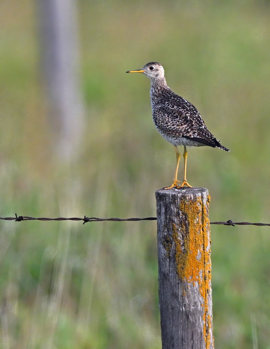 Upland Sandpiper - Paul Arneson