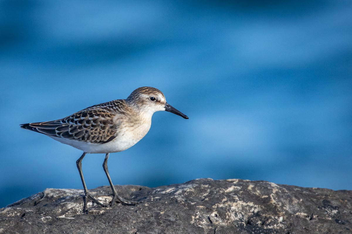 Semipalmated Sandpiper - ML603149101