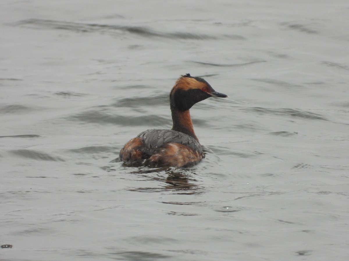 Horned Grebe - ML603149321