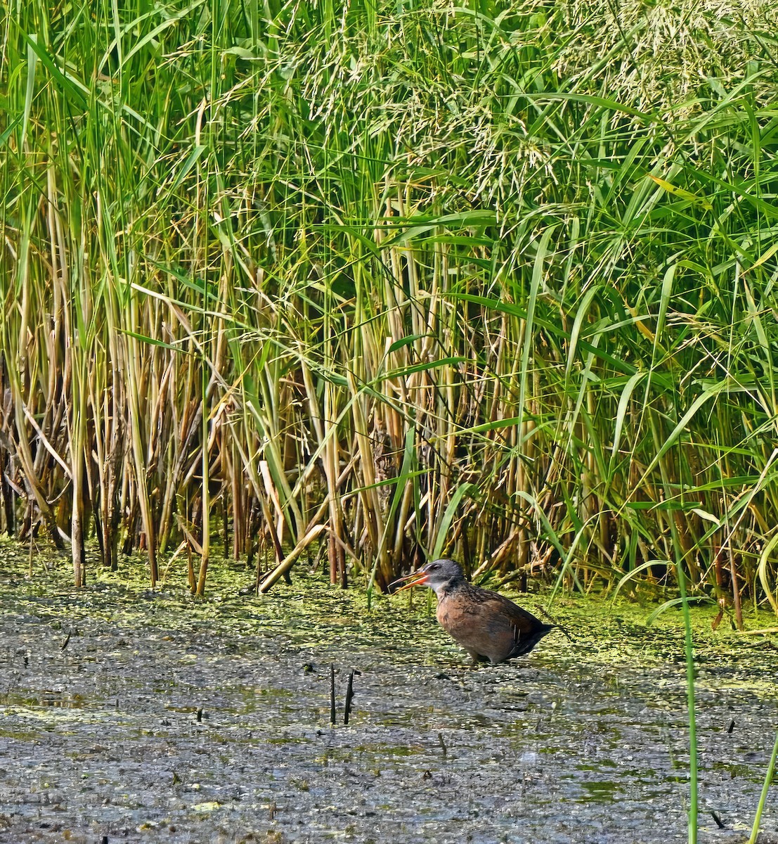 chřástal virginský - ML603149621