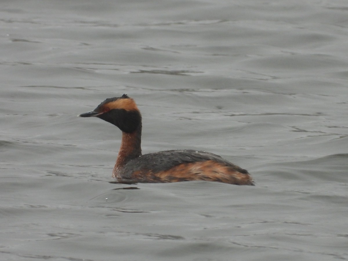 Horned Grebe - ML603149711