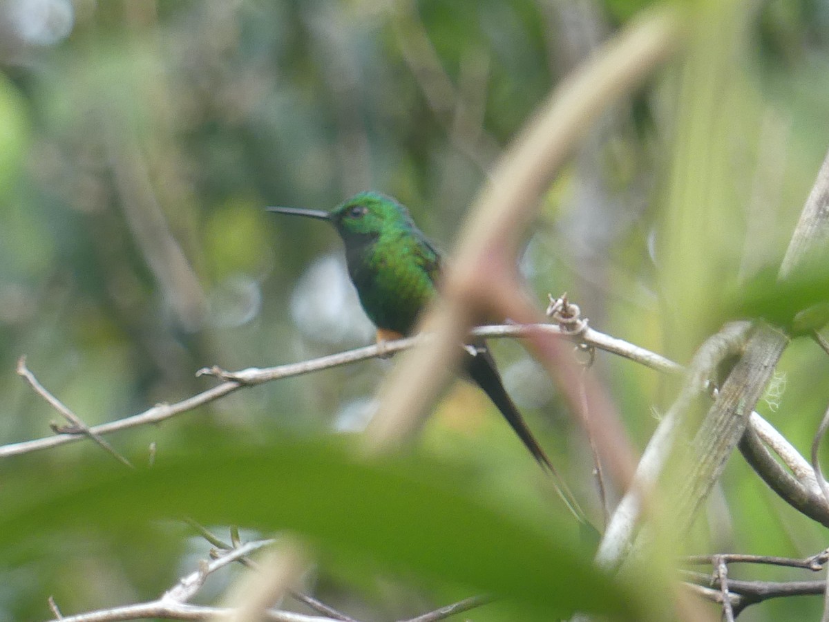 Peruvian Racket-tail - Eamon Corbett