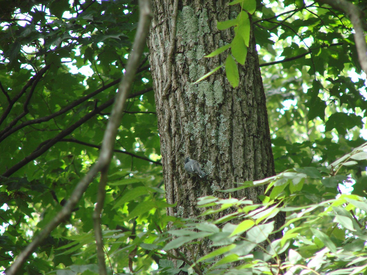 White-breasted Nuthatch - ML603149941