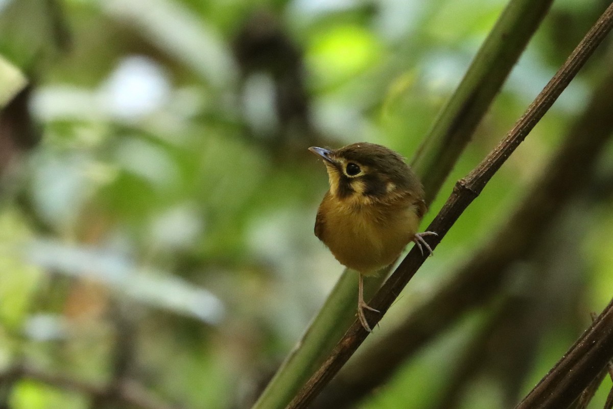 White-throated Spadebill - ML603150841