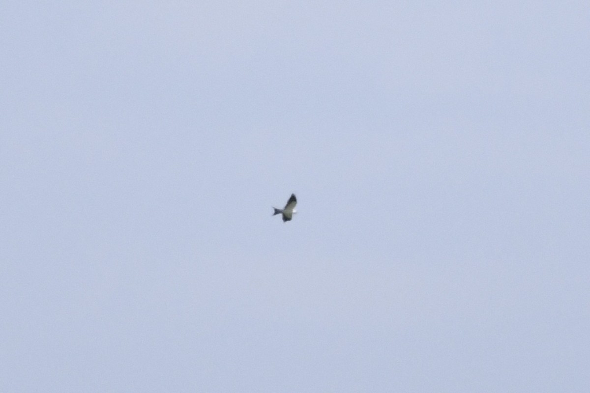 Swallow-tailed Kite - James White