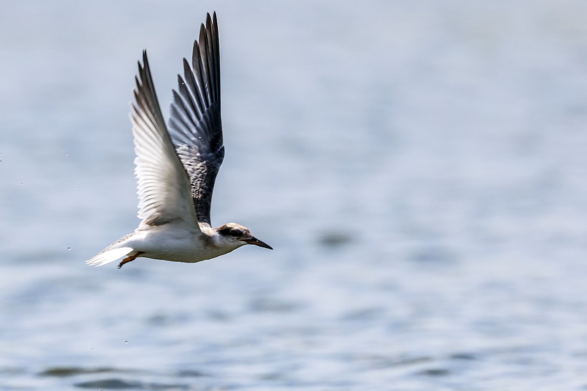 Least Tern - Robin Janson