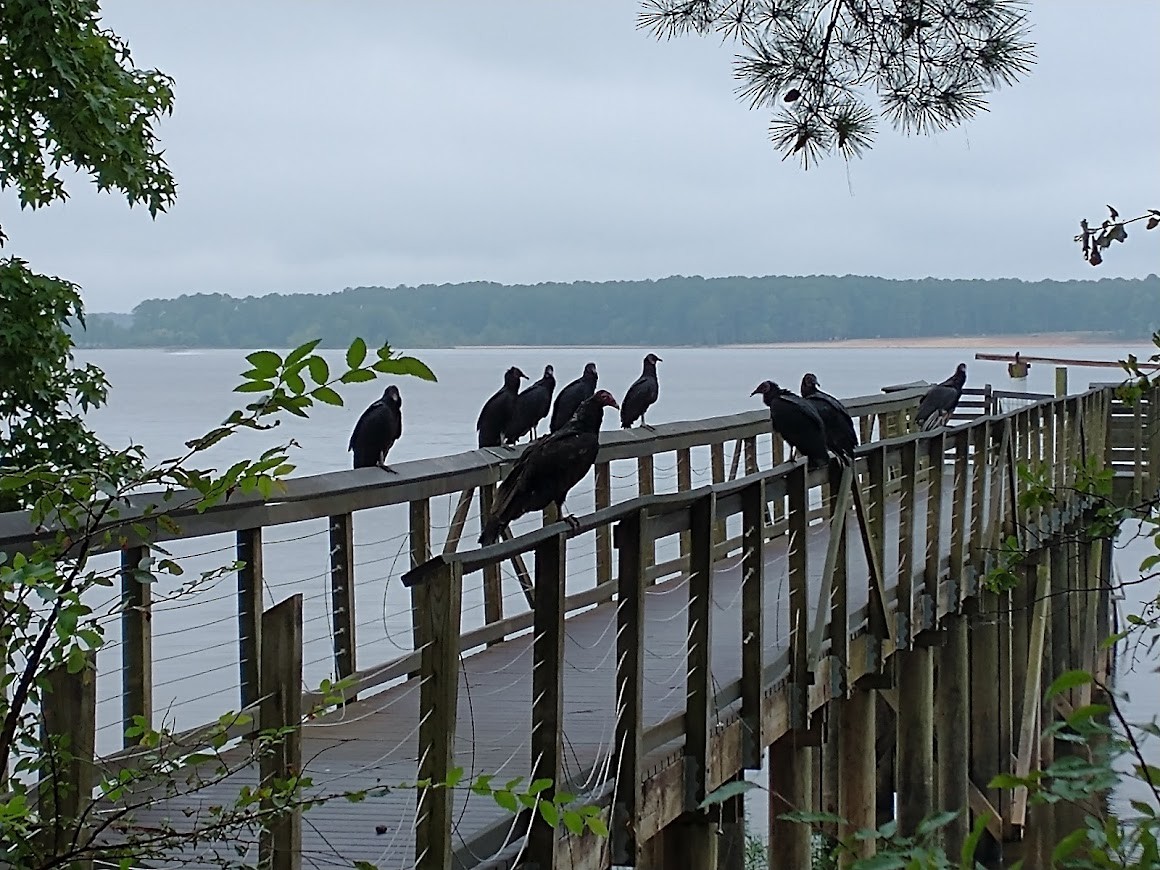 Black Vulture - Cindy Luebbert