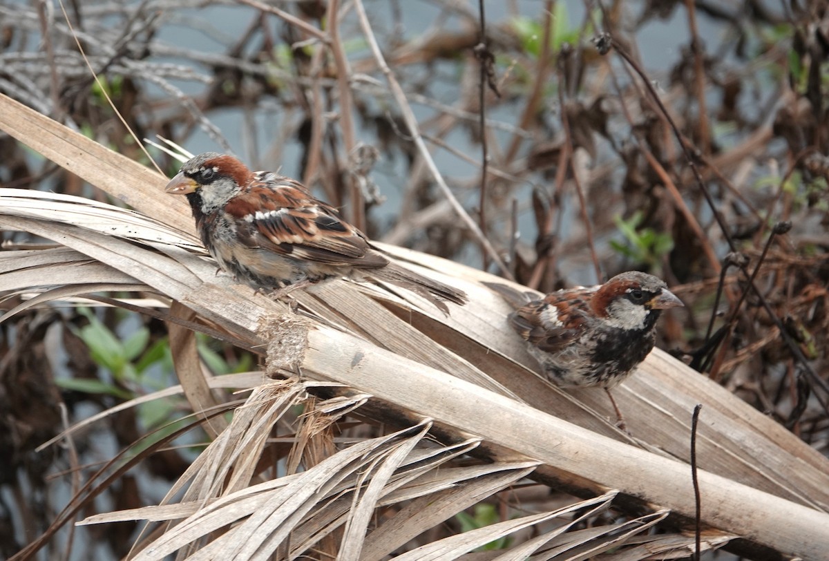 House Sparrow - ML603153921