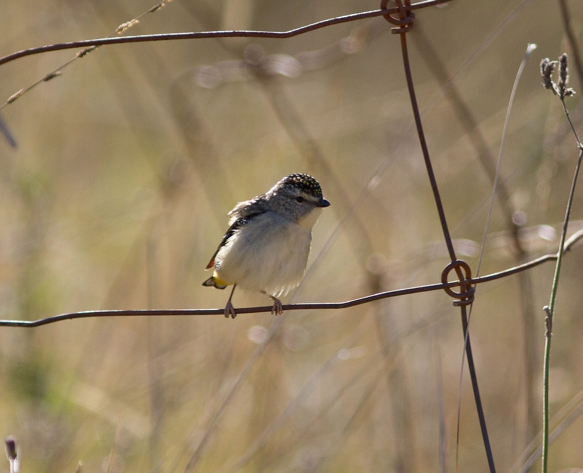 Spotted Pardalote (Spotted) - ML603154171