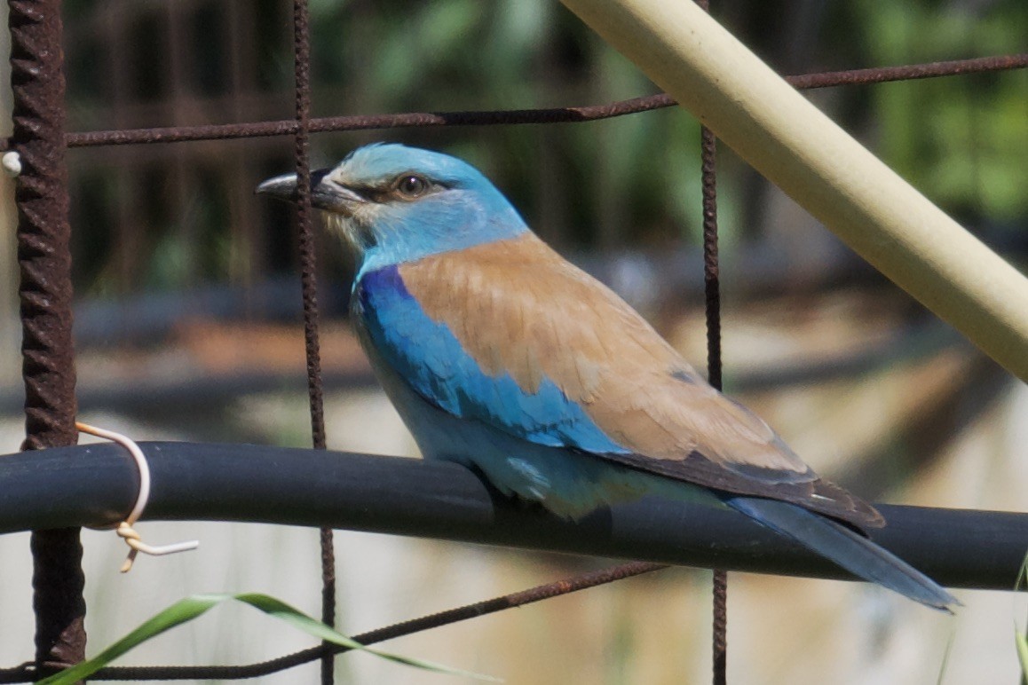 European Roller - ML603154511