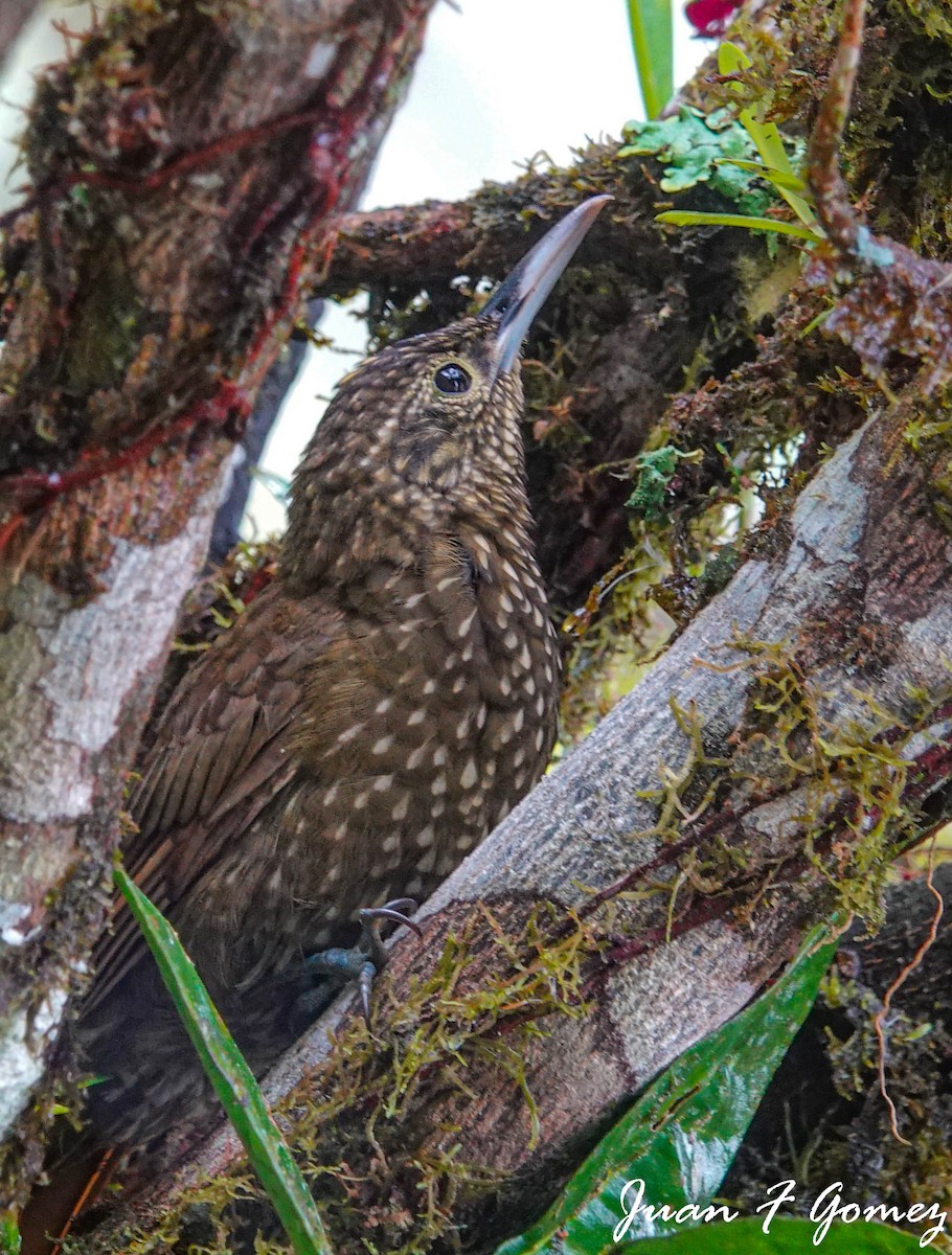 Olive-backed Woodcreeper - Juan Fernando Gomez Castro