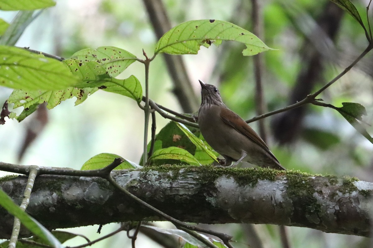 Pale-breasted Thrush - ML603155521