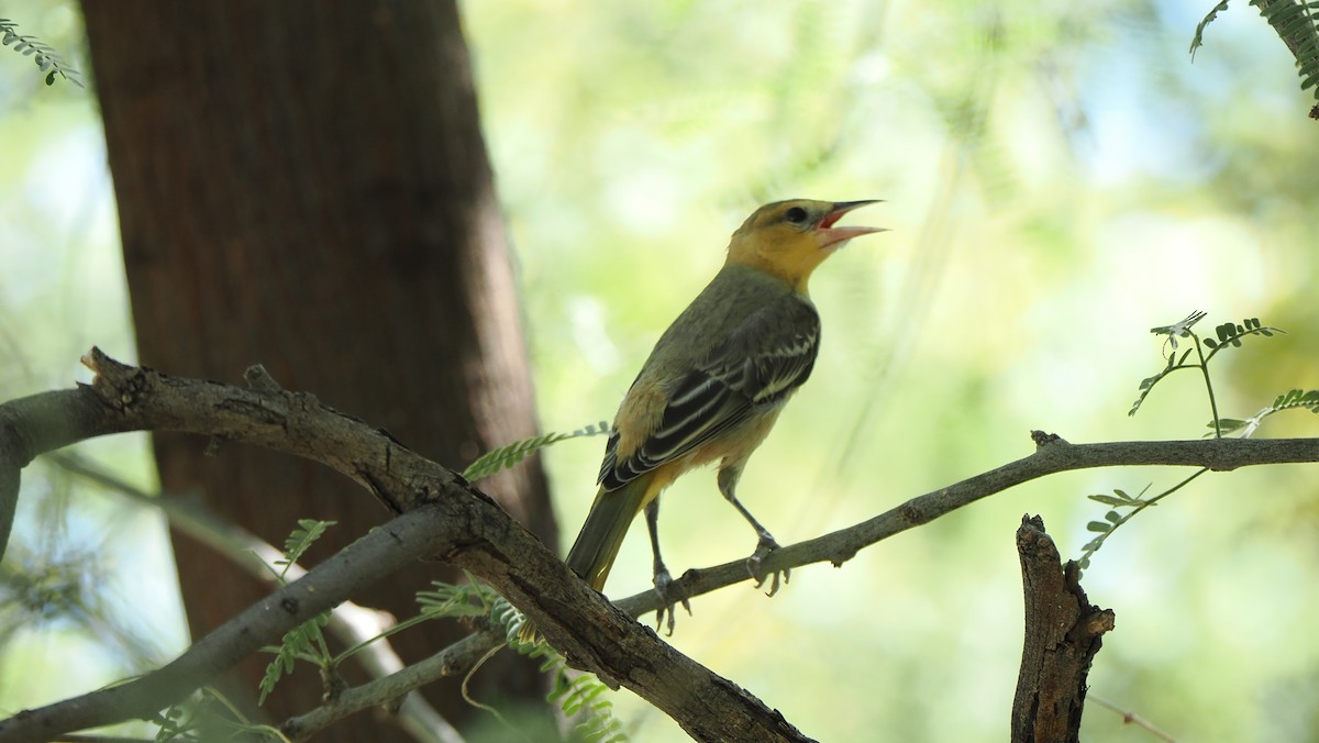Bullock's Oriole - ML603155551