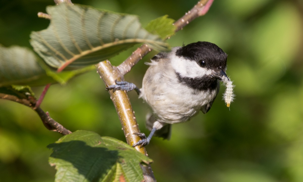 Black-capped Chickadee - ML603156621