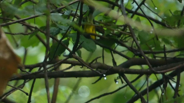 Canada Warbler - ML603156981