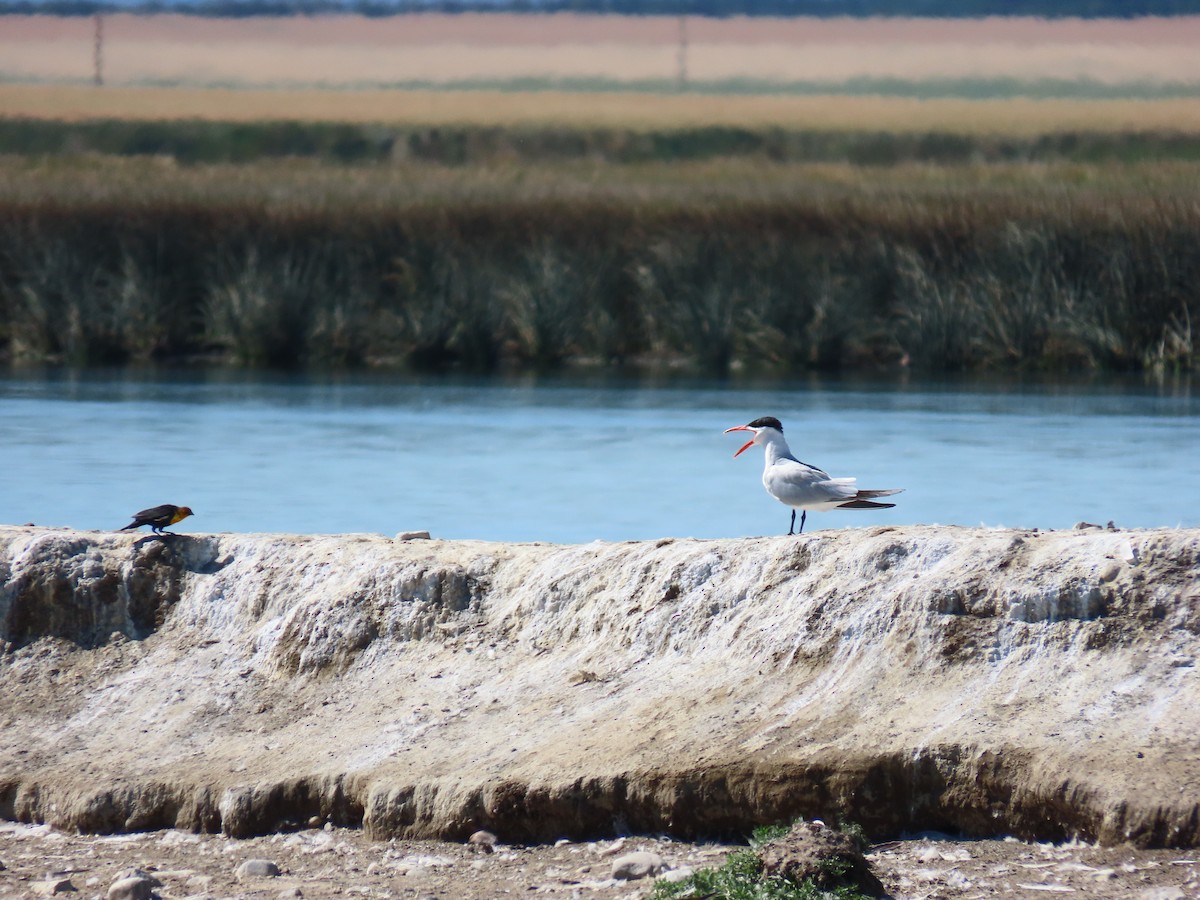 Caspian Tern - Pierre Dil