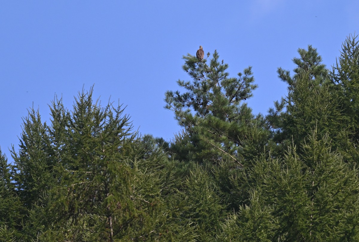 Oriental Honey-buzzard - ML603157511