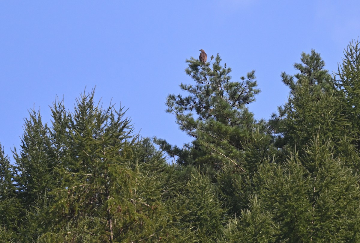 Oriental Honey-buzzard - Shigeyuki Mukawa